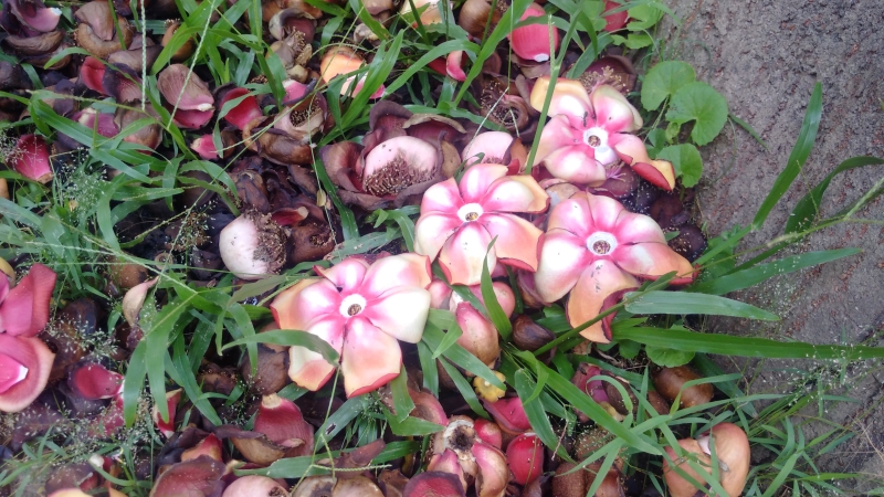 Quy Đạt ngày về; Chiều Mỹ Cương