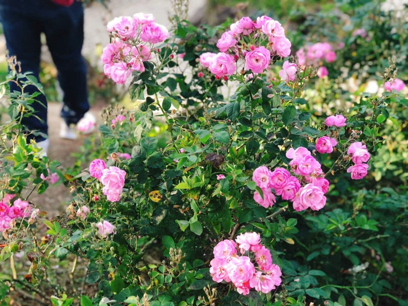 Mùa xuân của cha