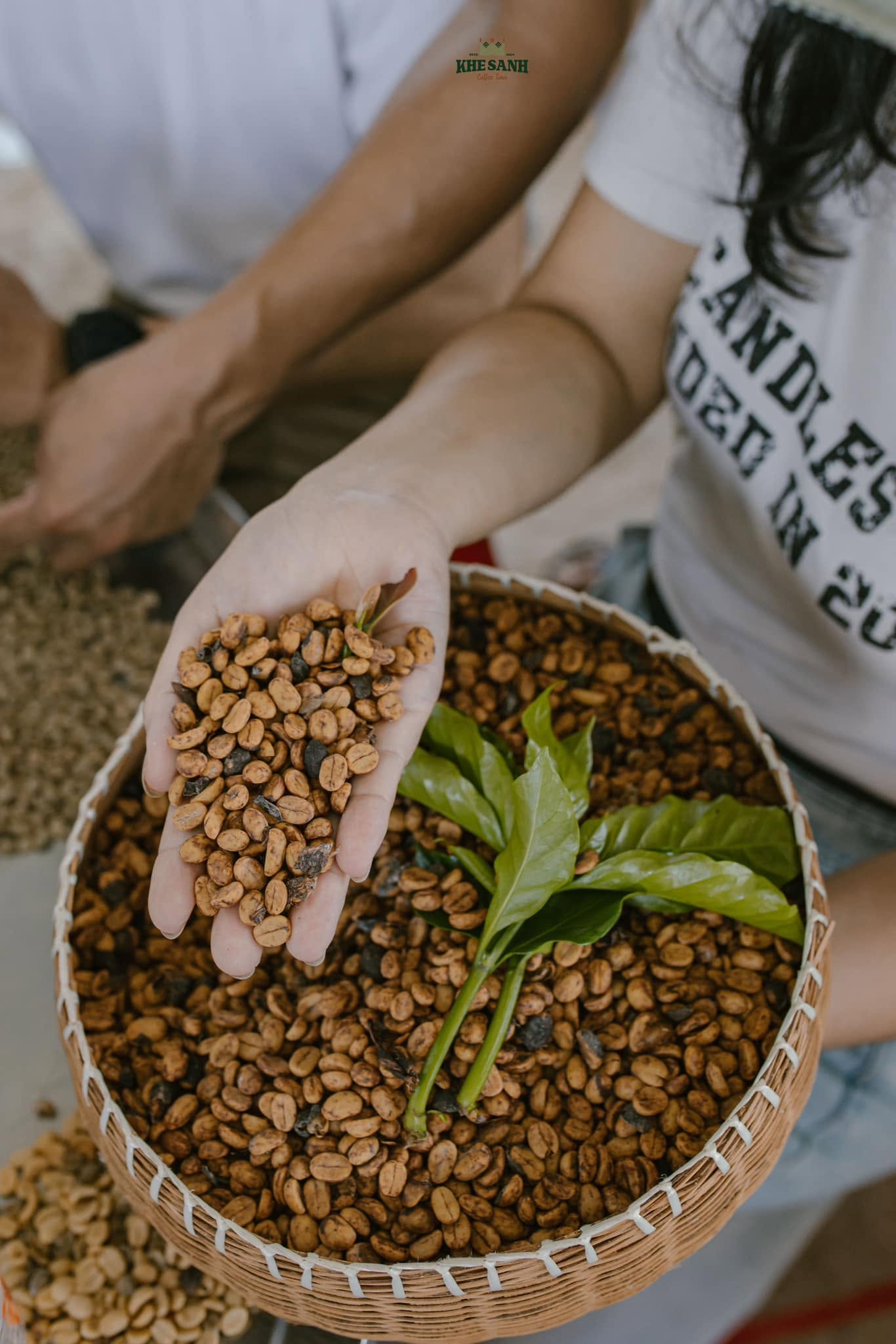 Cà phê Arabica Khe Sanh - Ảnh: Nguyên Thảo